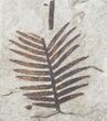 Jurassic Aged Cycad (Zamites) From France #12954-1